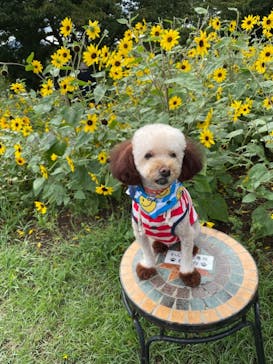 ニューヨークランプミュージアム＆フラワーガーデンに投稿された画像（2021/8/8）