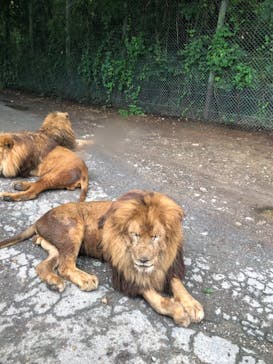 群馬サファリパークに投稿された画像（2021/8/8）