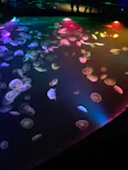 すみだ水族館に投稿された画像（2021/8/8）