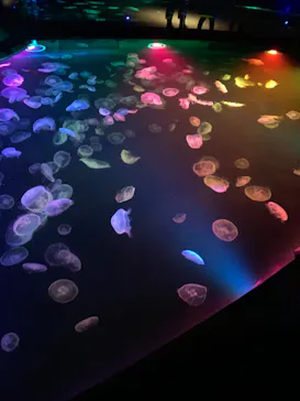 すみだ水族館に投稿された画像（2021/8/8）