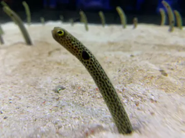 すみだ水族館に投稿された画像（2021/8/8）