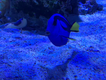 すみだ水族館に投稿された画像（2021/8/8）