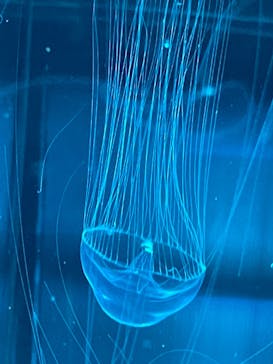 名古屋港水族館に投稿された画像（2021/8/8）