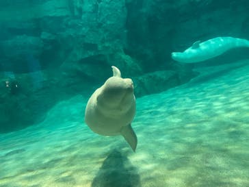 名古屋港水族館に投稿された画像（2021/8/8）