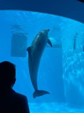 名古屋港水族館に投稿された画像（2021/8/8）