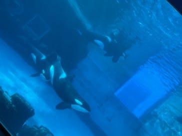 名古屋港水族館に投稿された画像（2021/8/8）