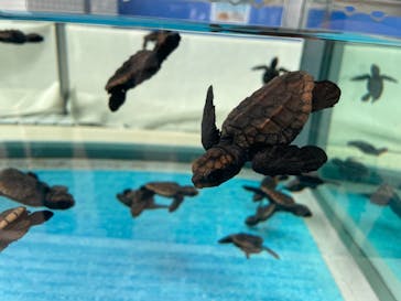 名古屋港水族館に投稿された画像（2021/8/8）