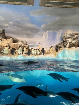 名古屋港水族館に投稿された画像（2021/8/8）