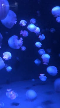 京都水族館に投稿された画像（2021/8/8）
