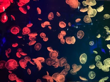 名古屋港水族館に投稿された画像（2021/8/8）