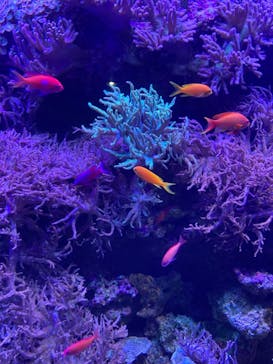 名古屋港水族館に投稿された画像（2021/8/8）