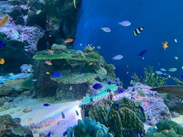 マクセル アクアパーク品川に投稿された画像（2021/8/8）