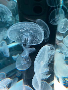 マクセル アクアパーク品川に投稿された画像（2021/8/8）