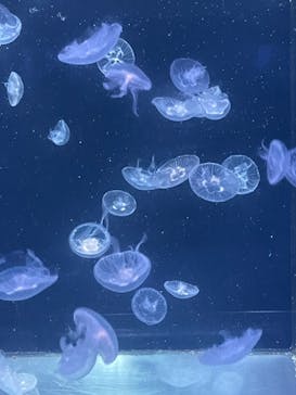 京都水族館に投稿された画像（2021/8/8）