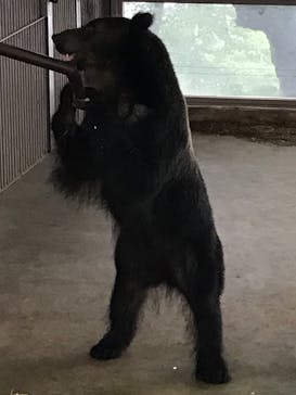 のぼりべつクマ牧場に投稿された画像（2021/8/8）