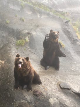 のぼりべつクマ牧場に投稿された画像（2021/8/8）