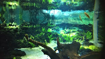 カワスイ 川崎⽔族館に投稿された画像（2021/8/8）