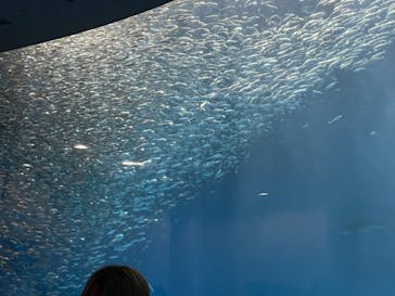 名古屋港水族館に投稿された画像（2021/8/8）