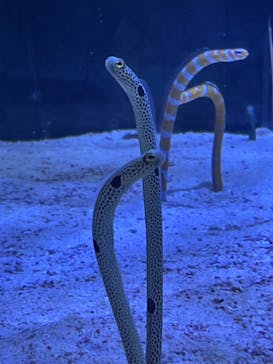 名古屋港水族館に投稿された画像（2021/8/8）