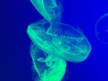 名古屋港水族館に投稿された画像（2021/8/8）