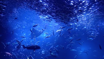 京都水族館に投稿された画像（2021/8/8）