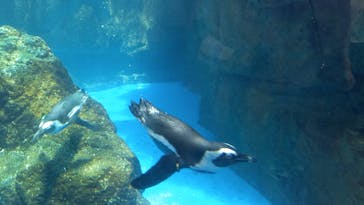 京都水族館に投稿された画像（2021/8/8）