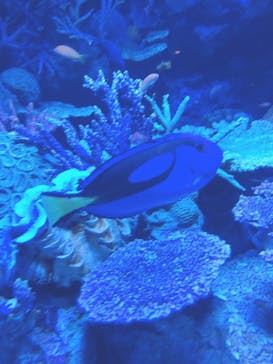 サンシャイン水族館に投稿された画像（2021/8/8）