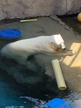 旭川市旭山動物園に投稿された画像（2021/8/8）