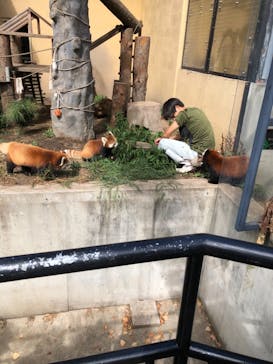 旭川市旭山動物園に投稿された画像（2021/8/8）