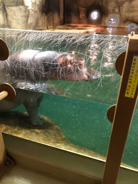 旭川市旭山動物園に投稿された画像（2021/8/8）