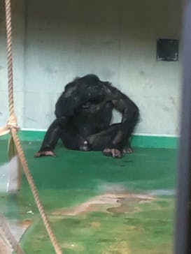 旭川市旭山動物園に投稿された画像（2021/8/8）