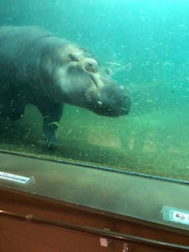 旭川市旭山動物園に投稿された画像（2021/8/8）