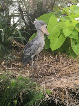神戸どうぶつ王国に投稿された画像（2021/8/8）