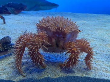鳥羽水族館に投稿された画像（2021/8/8）