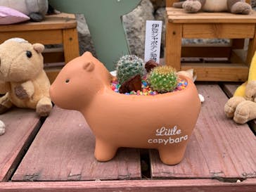 伊豆シャボテン動物公園に投稿された画像（2021/8/8）