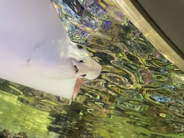 名古屋港水族館に投稿された画像（2021/8/8）