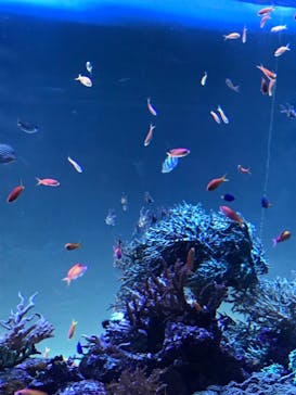 サンシャイン水族館に投稿された画像（2021/8/8）