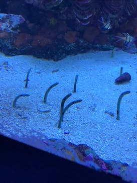 サンシャイン水族館に投稿された画像（2021/8/8）