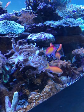 サンシャイン水族館に投稿された画像（2021/8/8）