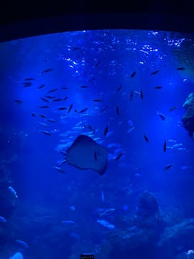 京都水族館に投稿された画像（2021/8/8）