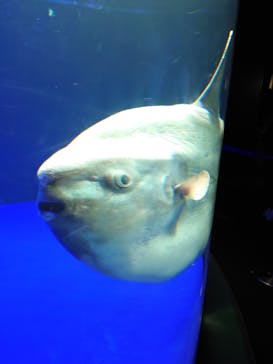 サンシャイン水族館に投稿された画像（2021/8/8）