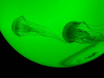 サンシャイン水族館に投稿された画像（2021/8/8）