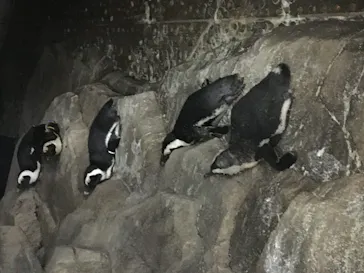 仙台うみの杜水族館に投稿された画像（2021/8/8）