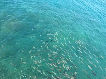 串本海中公園水族館に投稿された画像（2021/8/8）