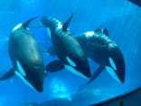 名古屋港水族館に投稿された画像（2021/8/9）