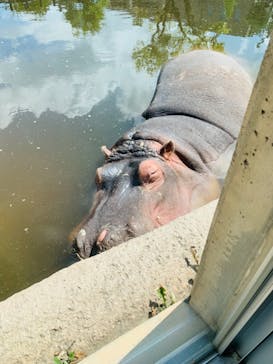 旭川市旭山動物園に投稿された画像（2021/8/8）