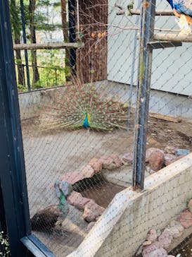 旭川市旭山動物園に投稿された画像（2021/8/8）