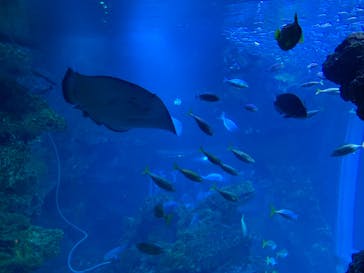 京都水族館に投稿された画像（2021/8/8）