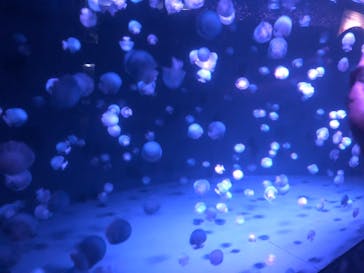 京都水族館に投稿された画像（2021/8/8）