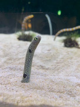 京都水族館に投稿された画像（2021/8/8）